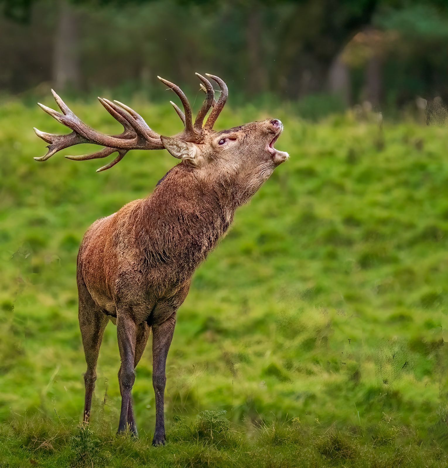 huge brown animal with massive antlers looking to the left