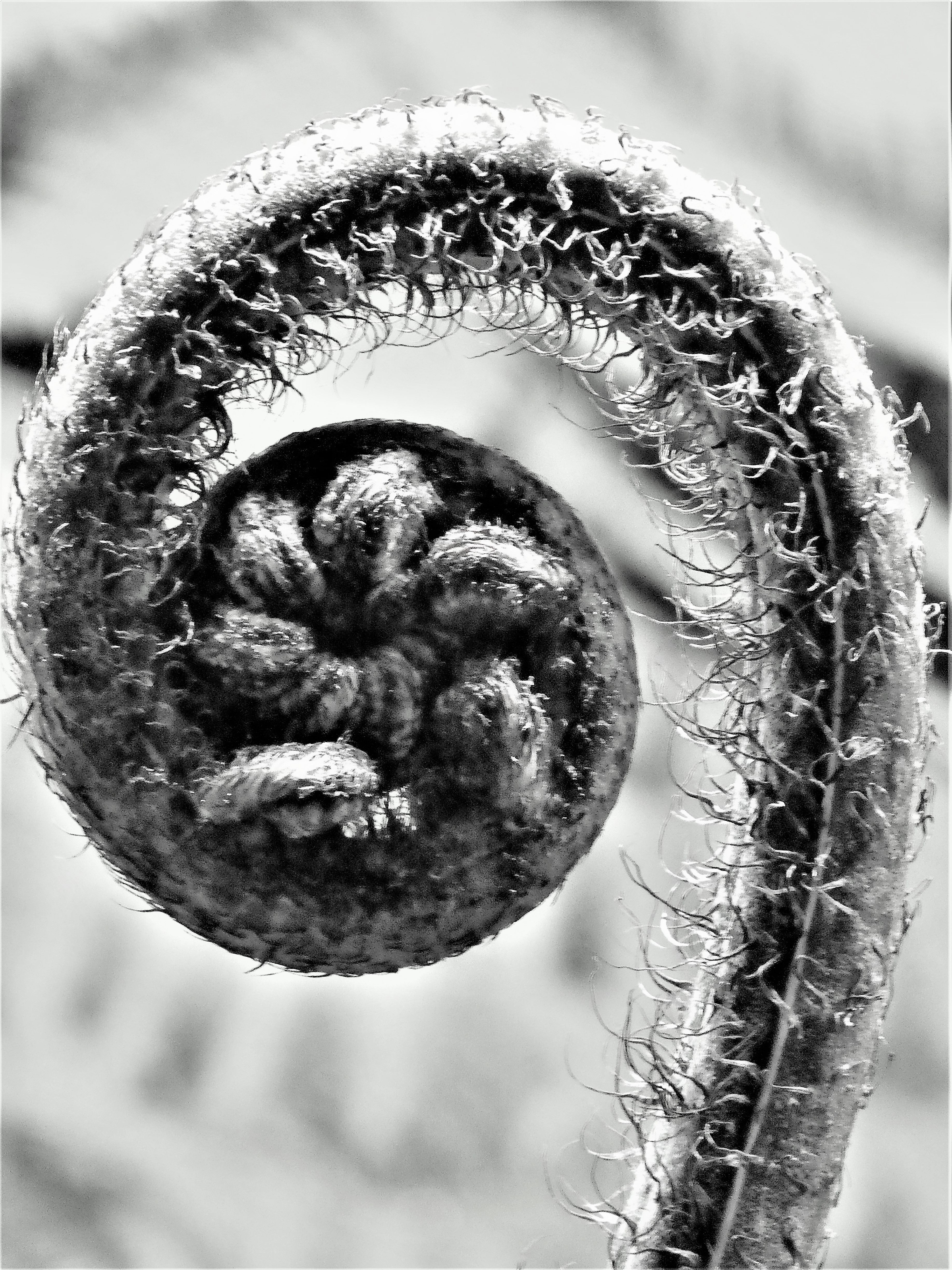 Photo of fern fronds unfolding