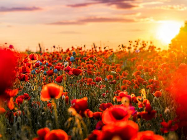 Photo of a field of poppies