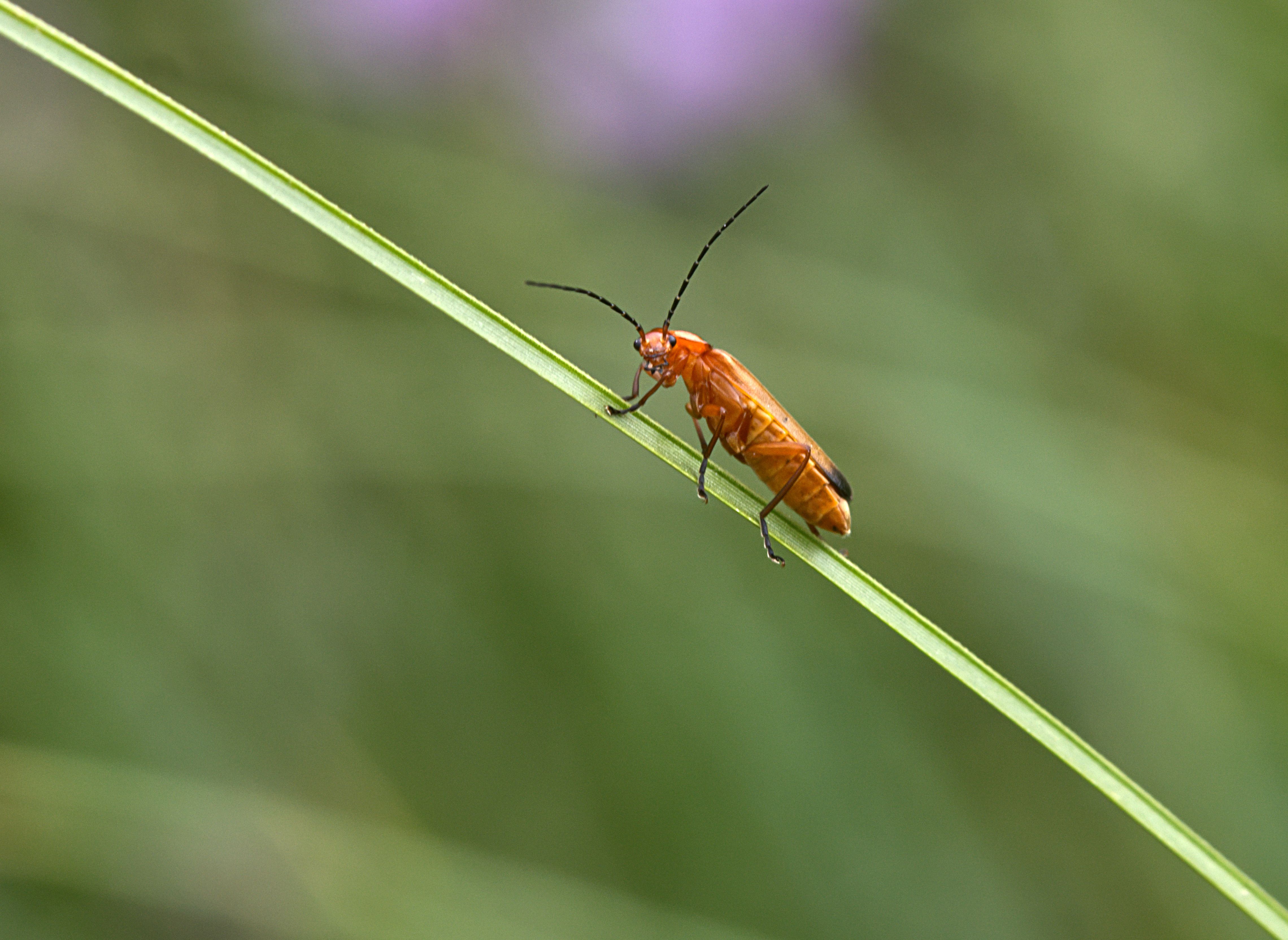 Photo of an orange beetle