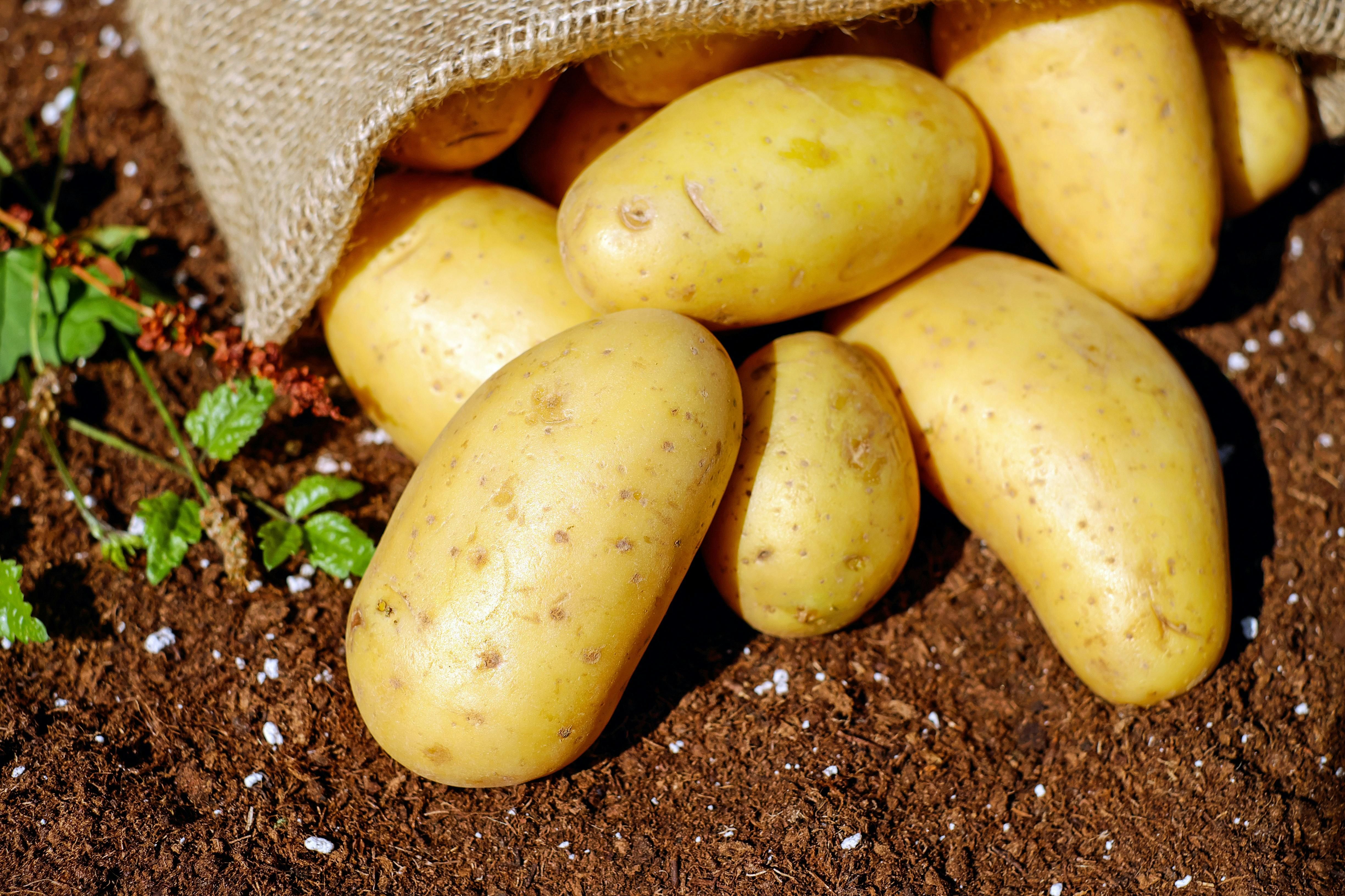 Photo of new potatoes