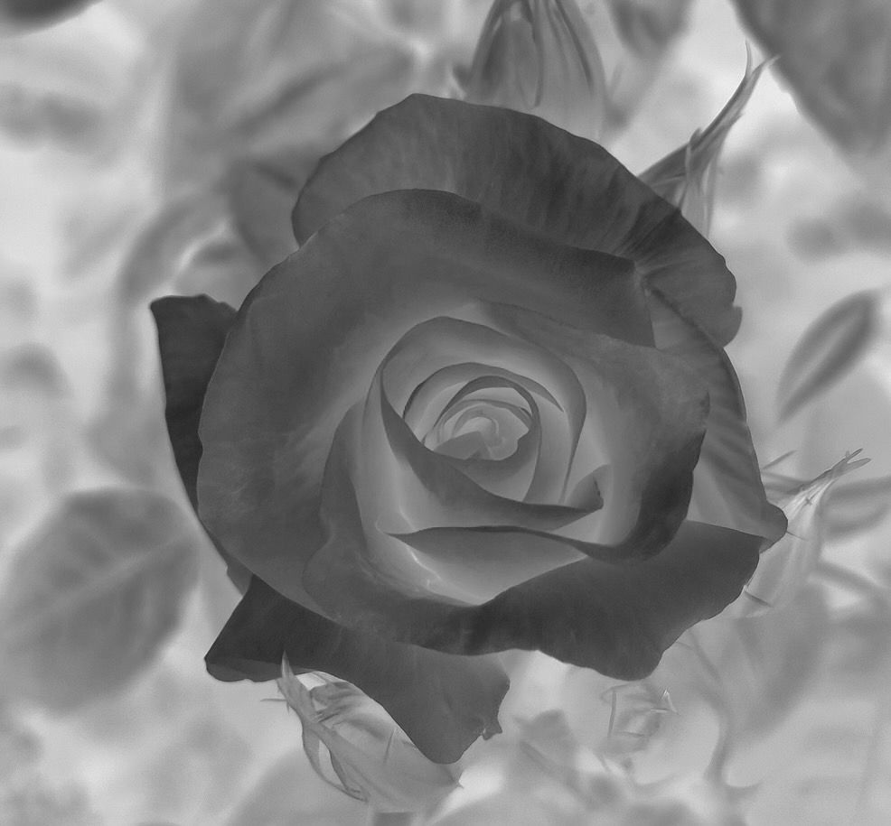 Negative black and white photo of a rose