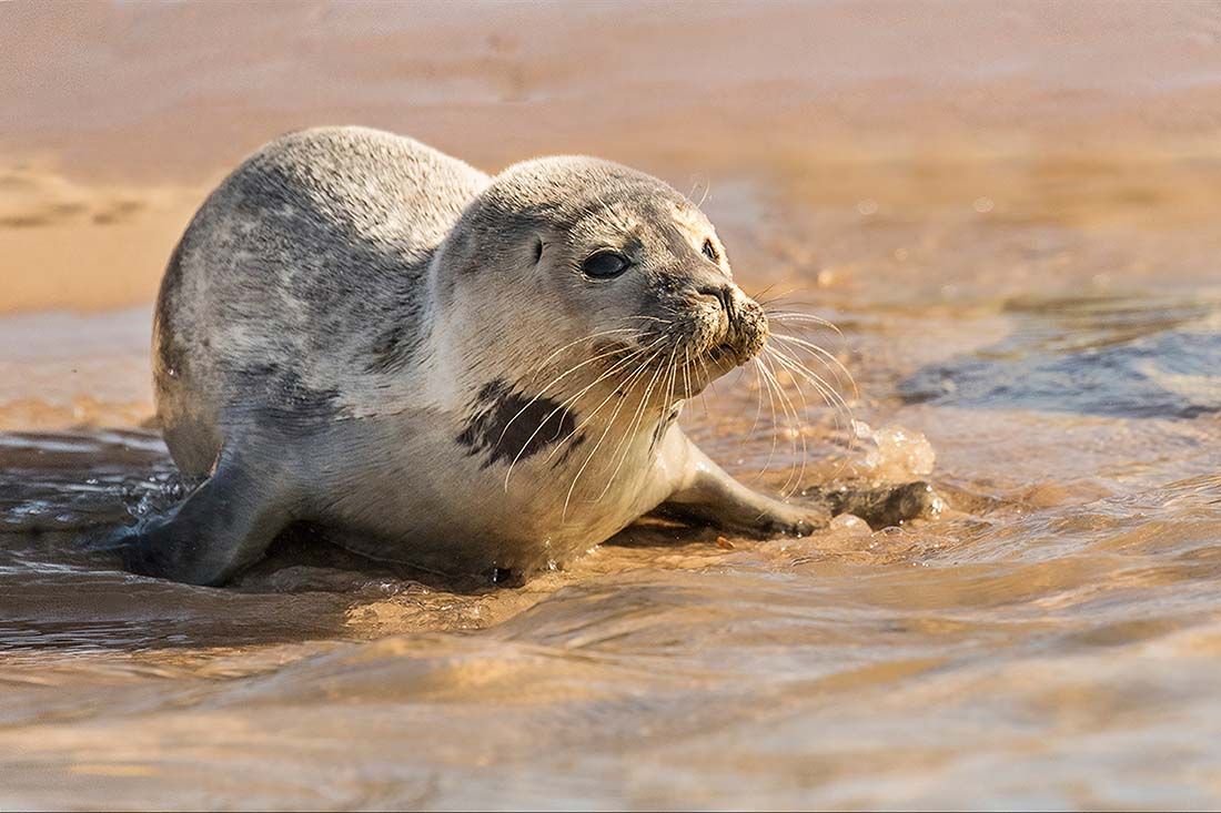 Photo of a seal pup