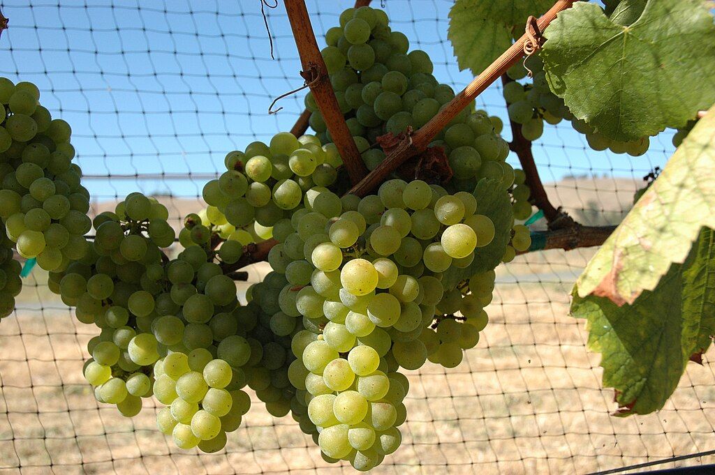 Photo of Chardonnay grapes