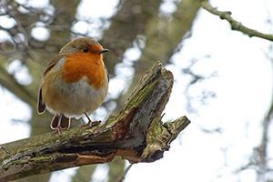 IGO Members take part in the Big Garden Bird Watch