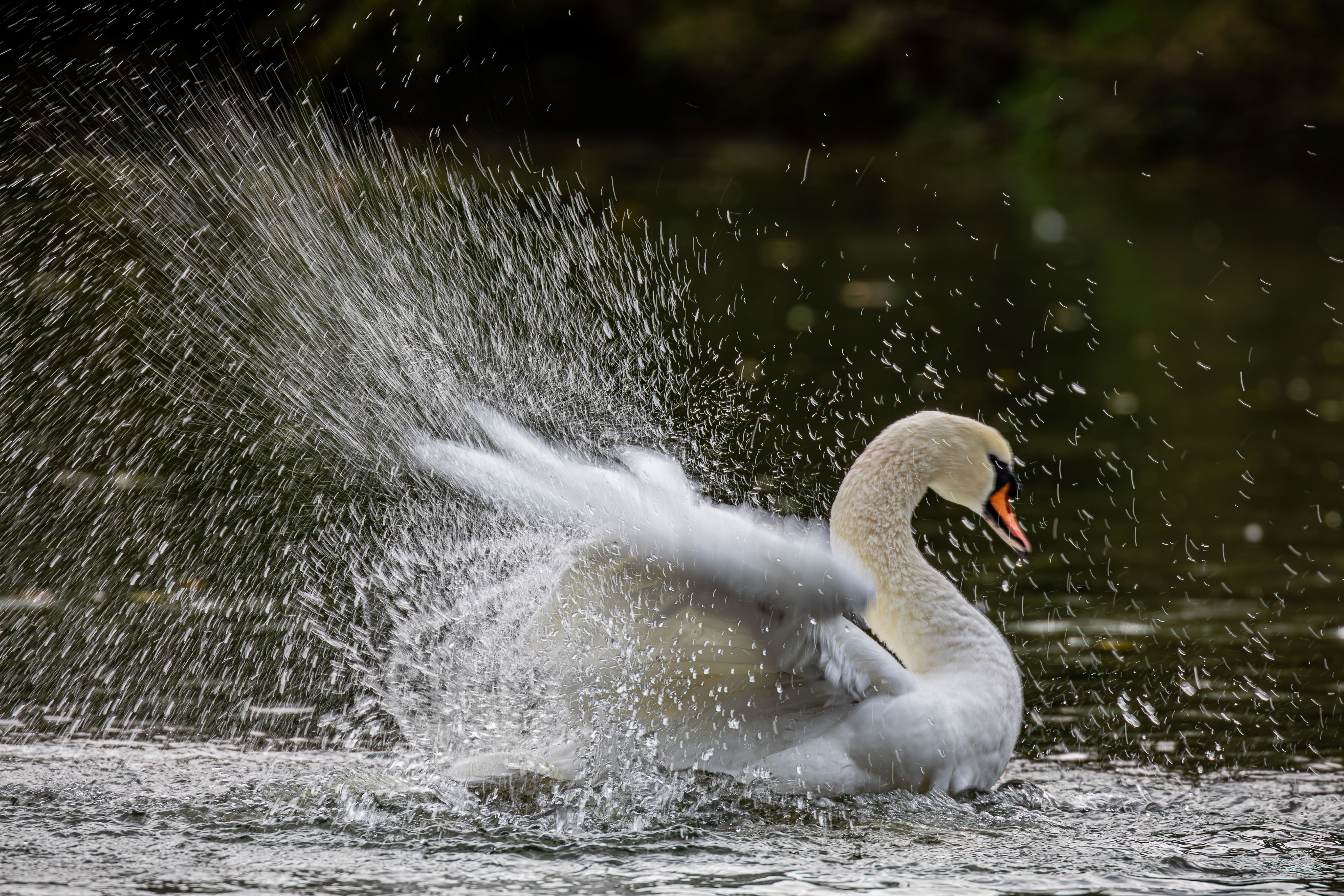 white swan on water flapping wings