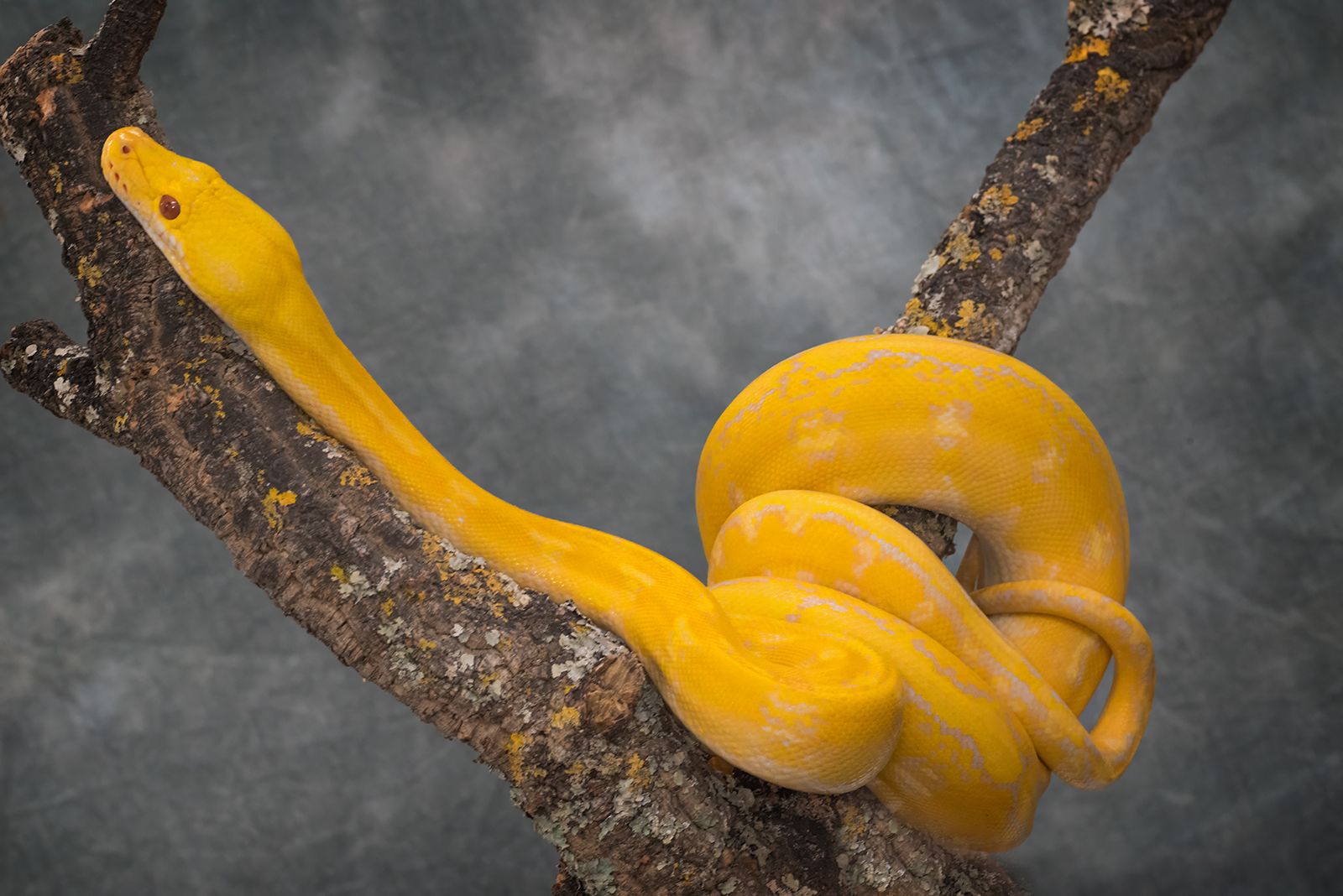 Photo of a yellow python